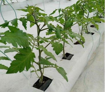 种植条